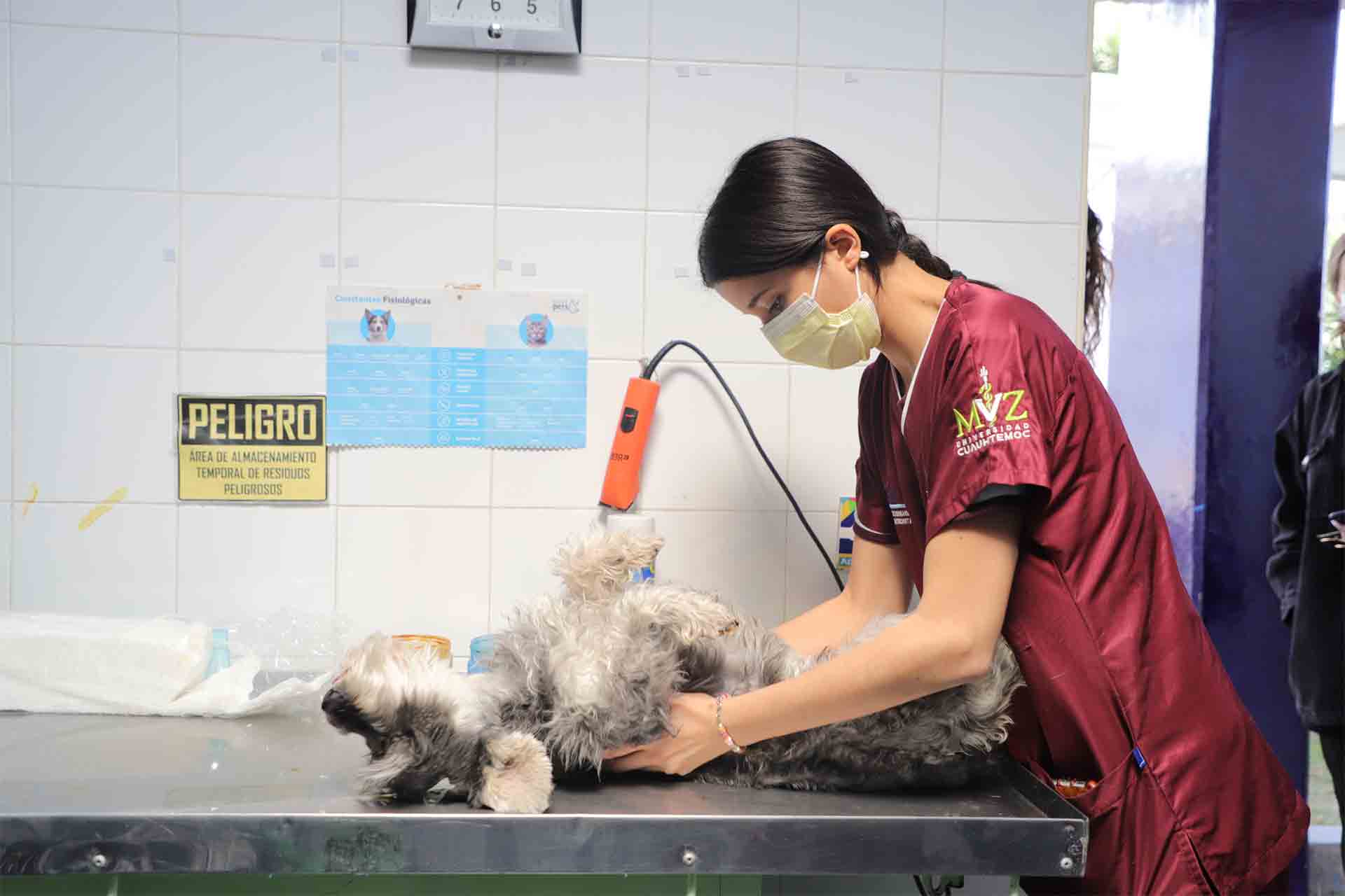 Buena respuesta a campaña municipal de esterilización