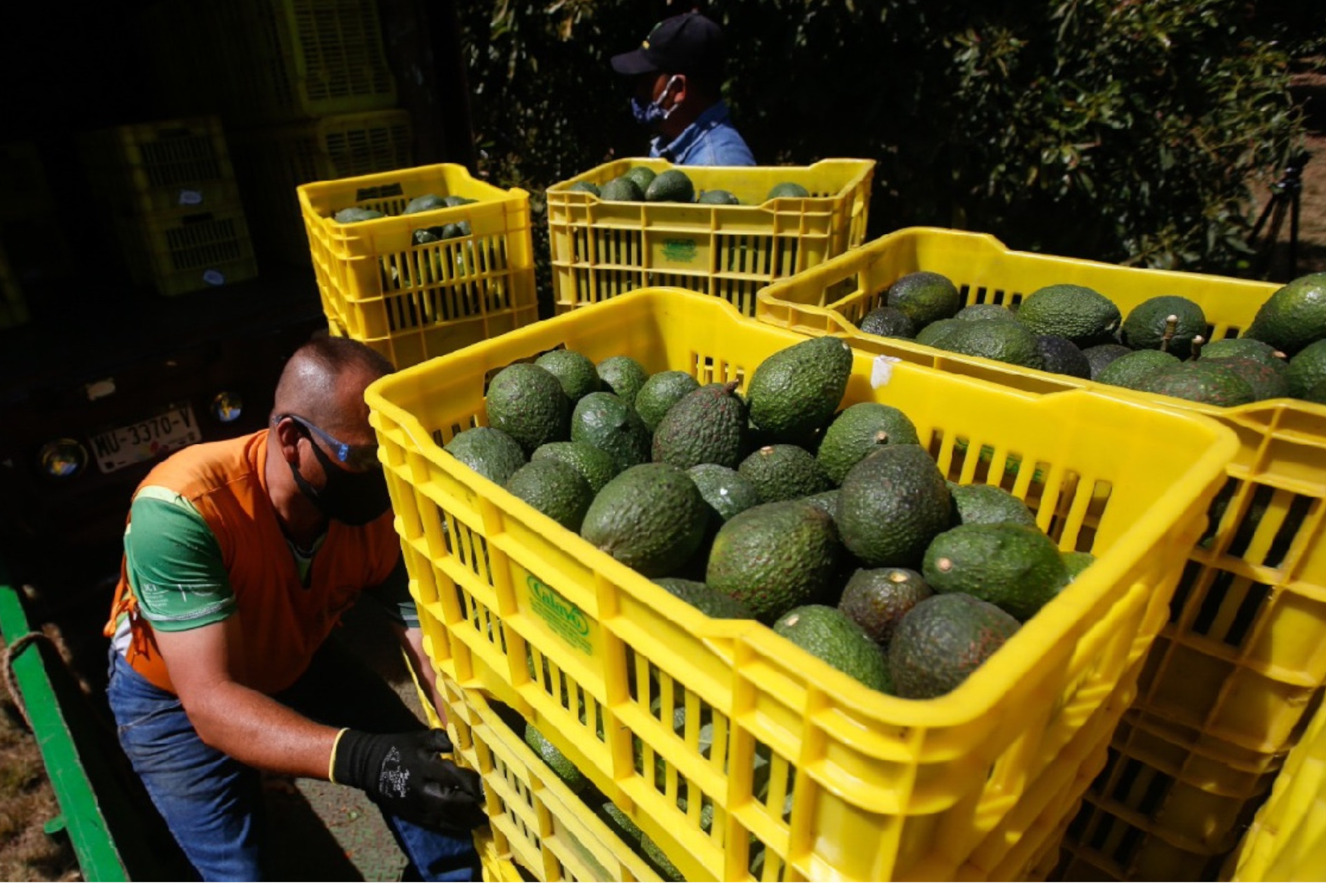 La Capital  Suspende EU Envios De Aguacate De Michoacan