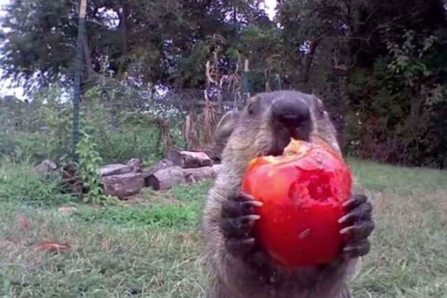 Marmota roba cosecha