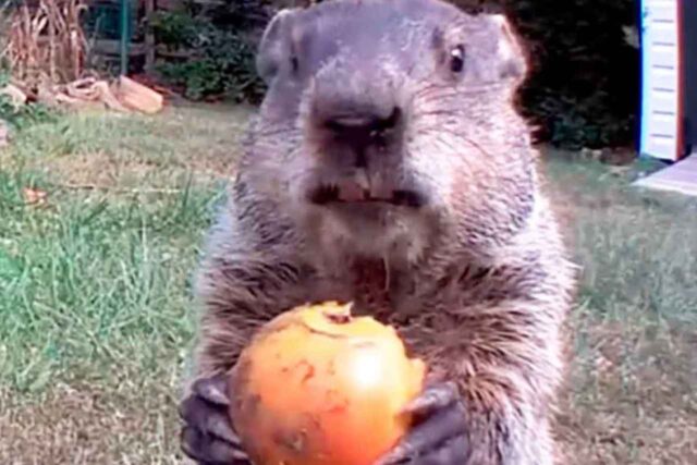 Marmota roba cosecha