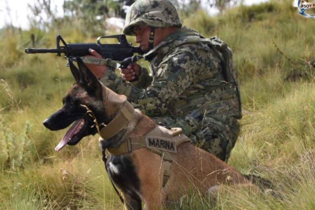 perros narcotráfico