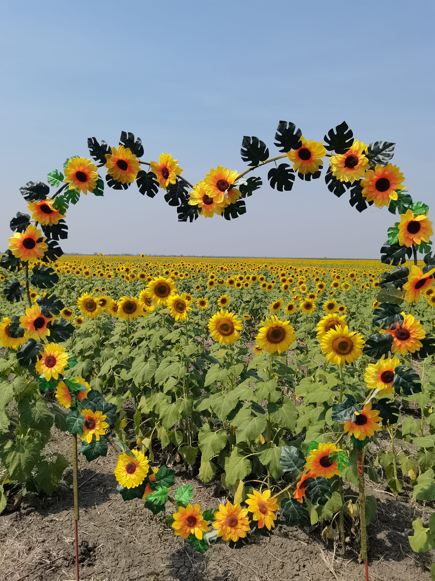 Grupo Candelas anuncia la segunda temporada de cosecha de girasoles |  