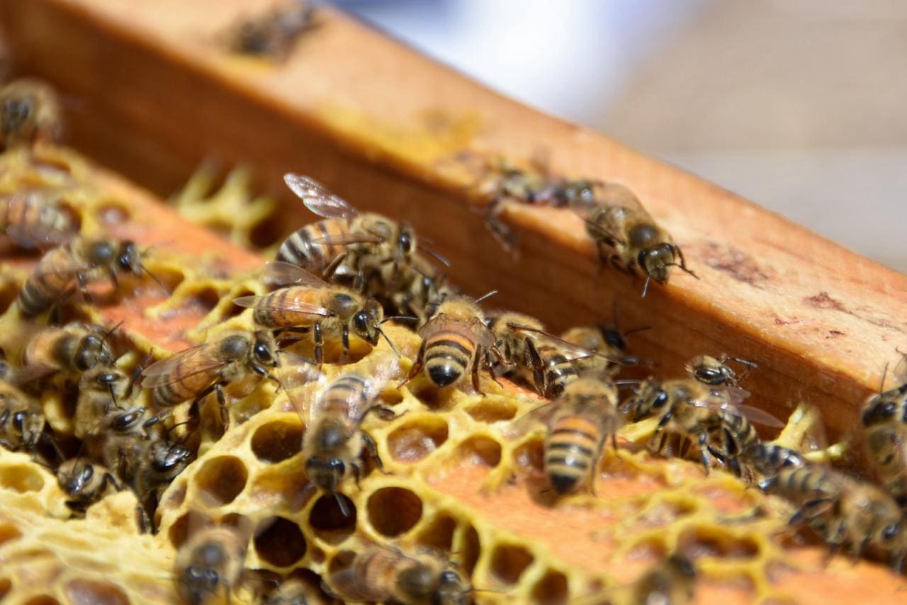 Anuncia la gobernadora programa de apoyo para Alimentación Apícola