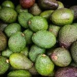 Exportación de aguacate aumenta por consumo de guacamole y tacos