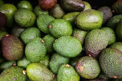 Exportación de aguacate aumenta por consumo de guacamole y tacos