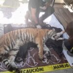 Rescatan a tigresa durante cateo contra narcomenudeo
