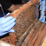 Hallan fentanilo y cocaína en paneles de abejas en Los Mochis-Sinaloa