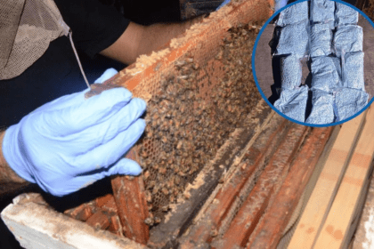 Hallan fentanilo y cocaína en paneles de abejas en Los Mochis-Sinaloa