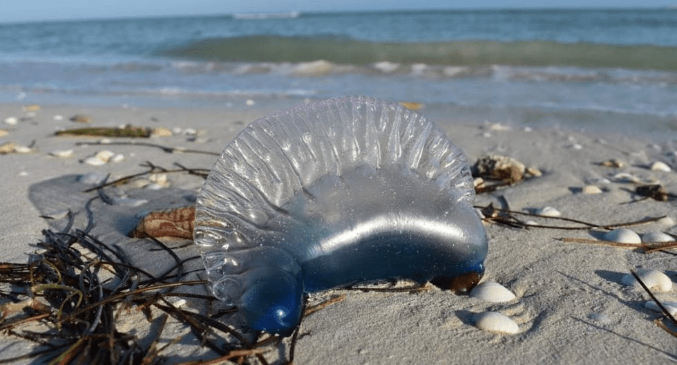Policía Ecológica alerta por presencia de medusas en playas
