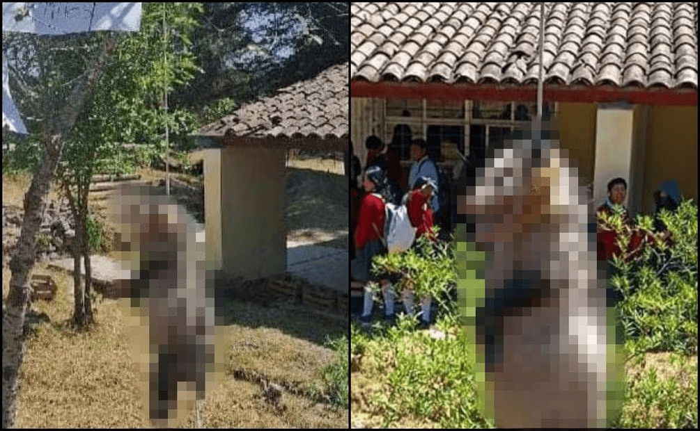 Estudiantes de Tlaxiaco, Oaxaca torturan, matan y cuelgan a tlacuache