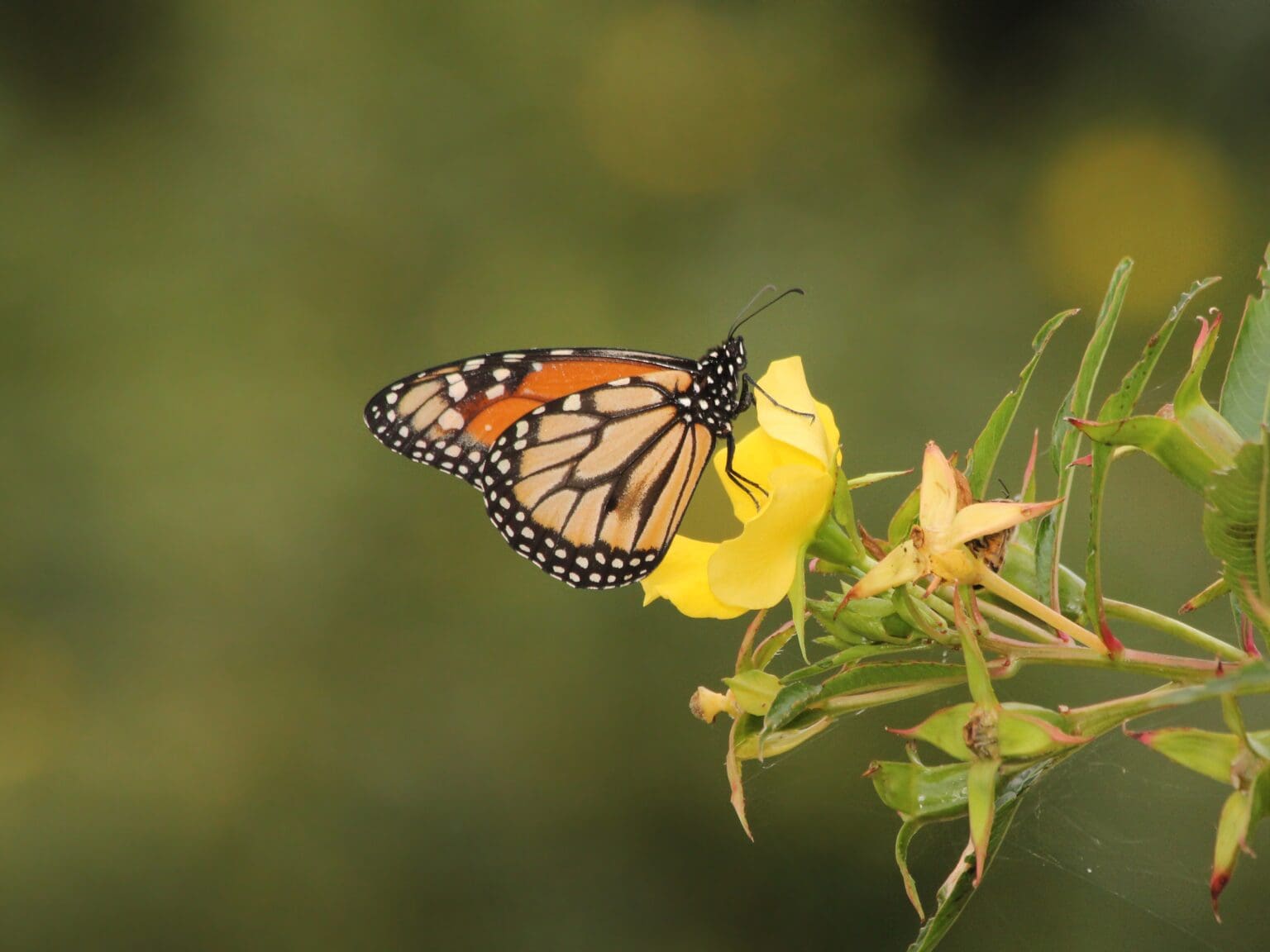 Se pierde la mitad de la población de mariposas monarca