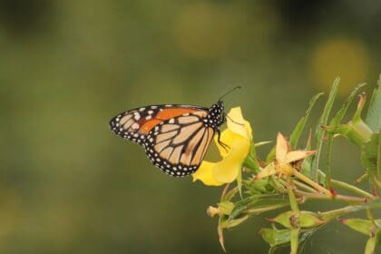 Se pierde la mitad de la población de mariposas monarca