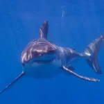Alertan por avistamiento de tiburón blanco en costas de Sonora