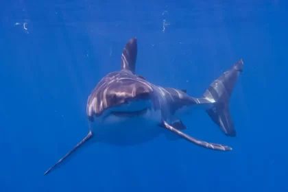 Alertan por avistamiento de tiburón blanco en costas de Sonora