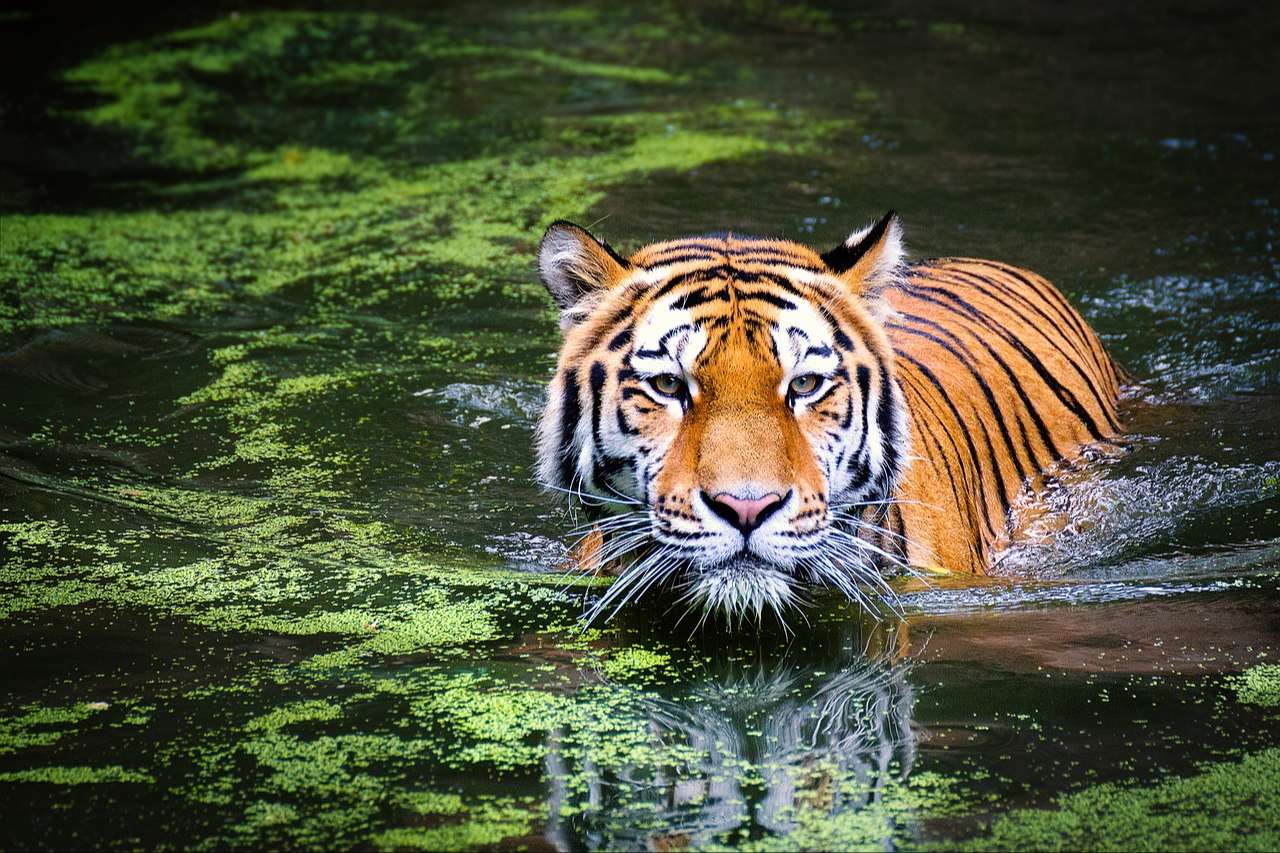 Hallan presunto tigre decapitado en Valle de Bravo, Edomex