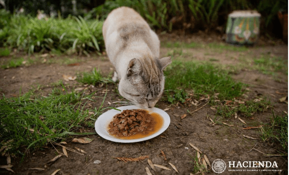 Muere Zeus, uno de los gatos de Palacio Nacional