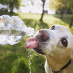 Emiten recomendaciones para cuidar a las mascotas ante ola de calor