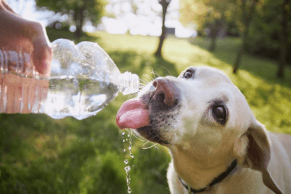 Emiten recomendaciones para cuidar a las mascotas ante ola de calor