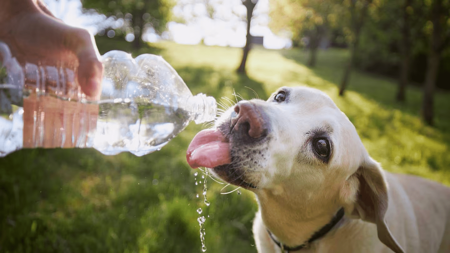 Emiten recomendaciones para cuidar a las mascotas ante ola de calor