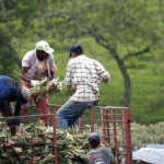 Suben las exportaciones agrícolas a Estados Unidos