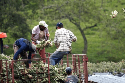 Suben las exportaciones agrícolas a Estados Unidos