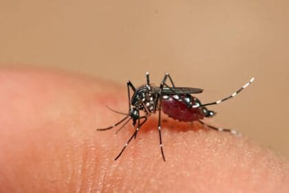 Alerta por caso autóctono grave de dengue