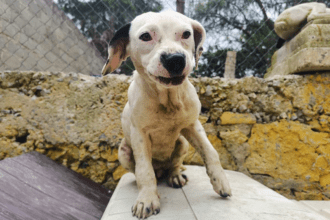 Mundo Patitas denuncia a presunto militar por matar a balazos a perro