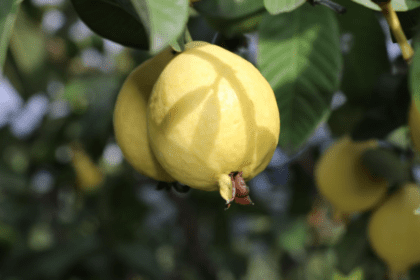 Falta de agua acabó con la mitad de la cosecha de guayaba