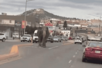 Elefante se escapa de circo en Montana y pasea por las calles