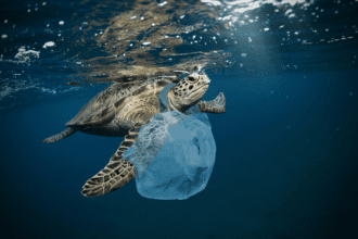 2,000 camiones cargados de plástico llegan al mar cada día