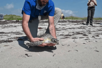 Liberan a dos tortugas marinas verdes en los Cayos de Florida por el Día de la Tierra