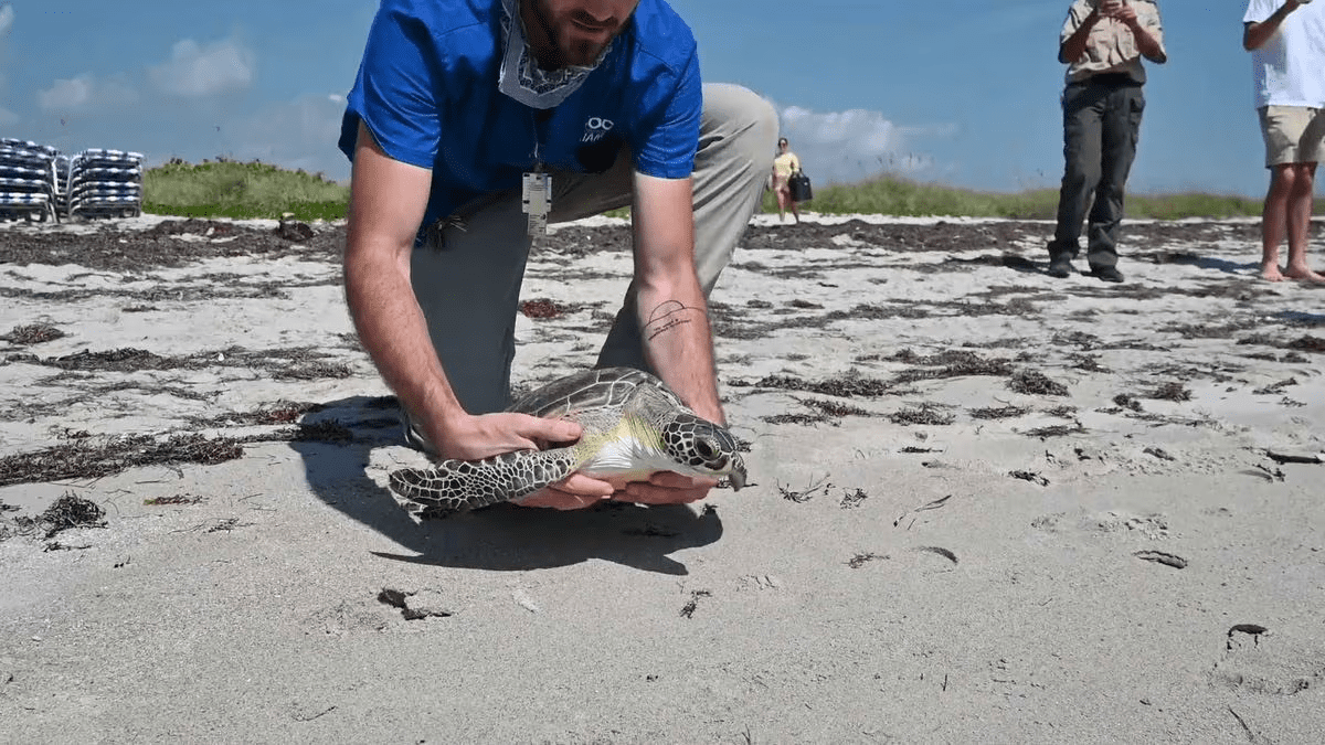 Liberan a dos tortugas marinas verdes en los Cayos de Florida por el Día de la Tierra